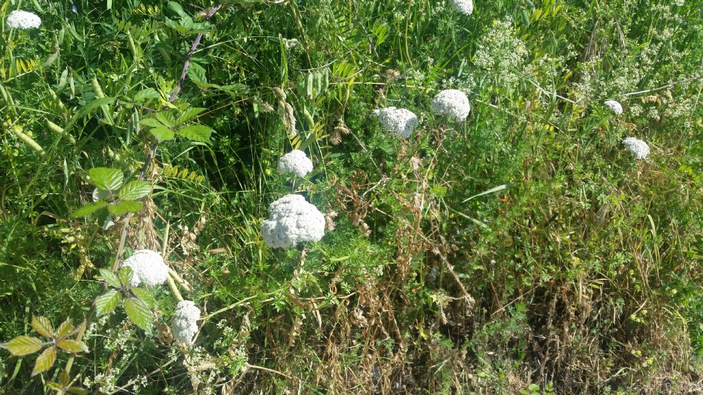 Cos''� 6? Achillea sp.